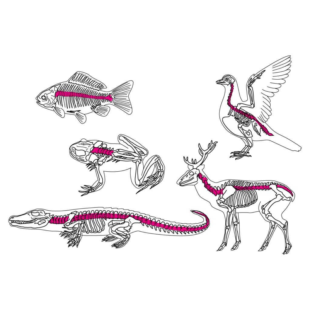 plate-sample13